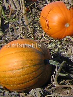 Photo of Pumpkin (Cucurbita pepo 'Jack O' Lantern') uploaded by vic