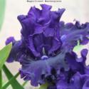 Thinning Versus Dividing in Bearded Irises