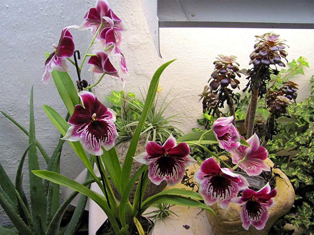 Photo of Pansy Orchid (Miltoniopsis Echo Bay 'Midnight Tears') uploaded by LarryR