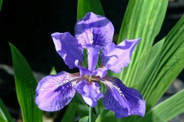 Photo of Species Iris (Iris tectorum) uploaded by eclayne