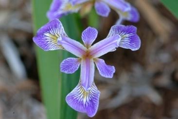 Photo of Species Iris (Iris setosa) uploaded by eclayne