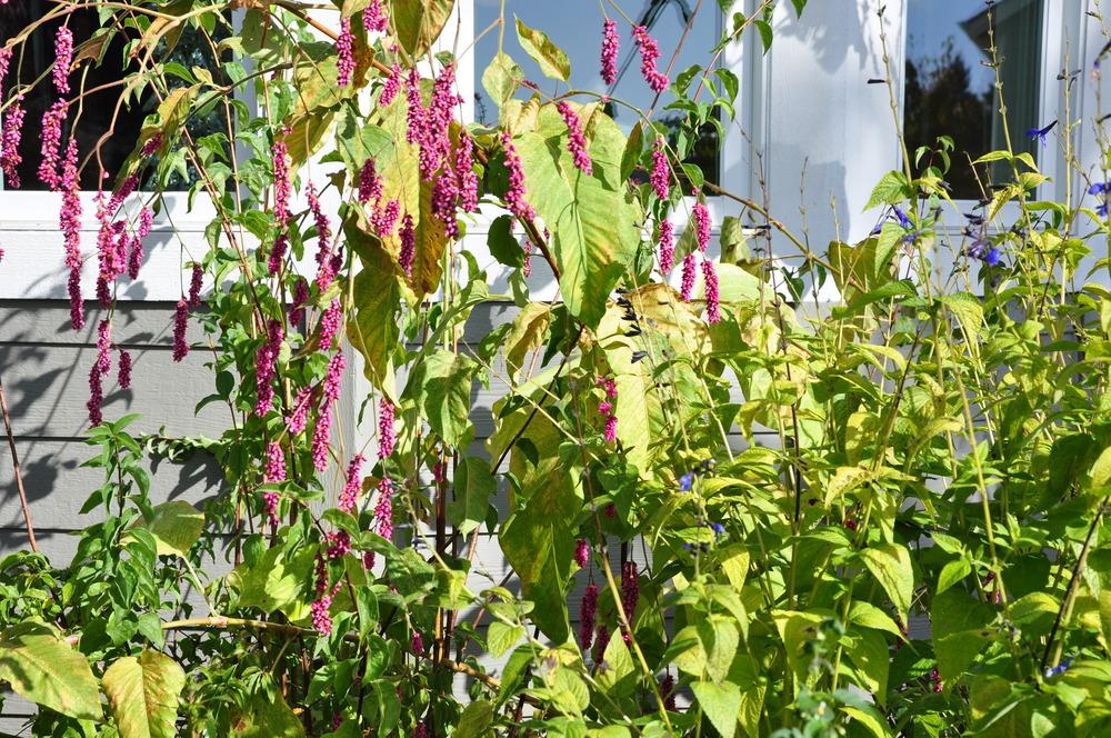 Photo of Kiss Me over the Garden Gate (Persicaria orientalis) uploaded by kosk0025