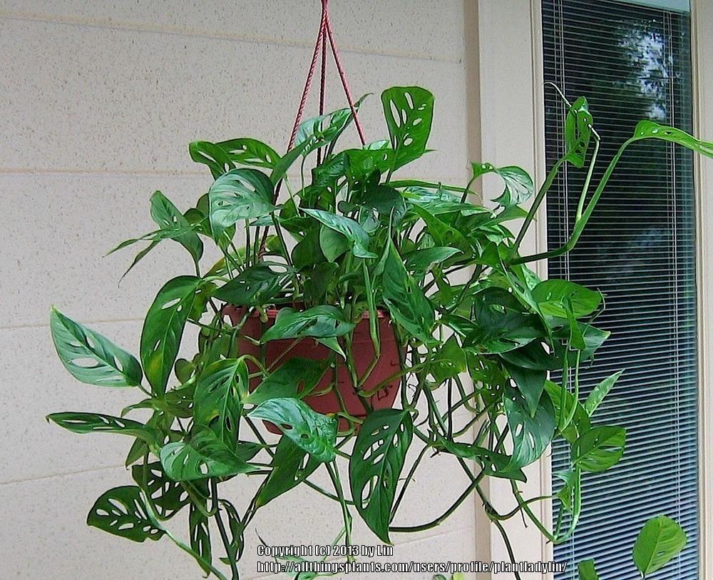 Photo of Swiss Cheese Philodendron (Monstera adansonii) uploaded by plantladylin