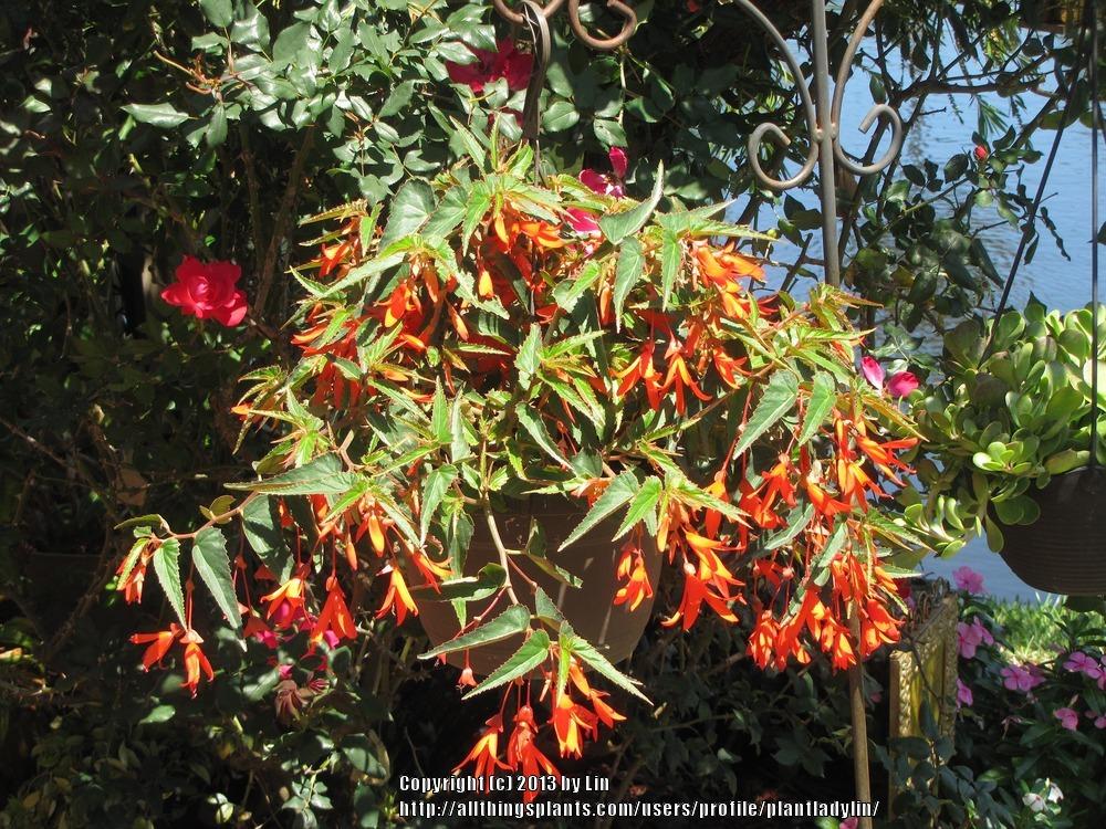 Photo of Begonia (Begonia boliviensis Bonfire®) uploaded by plantladylin