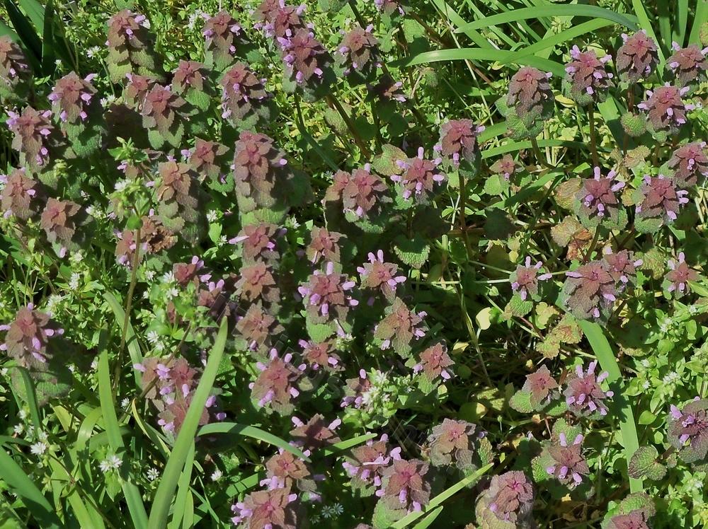 Photo of Purple Deadnettle (Lamium purpureum var. incisum) uploaded by virginiarose