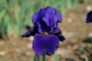 Photo of Tall Bearded Iris (Iris 'Allegiance') uploaded by eclayne