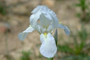 Photo of Species Iris (Iris albicans) uploaded by eclayne