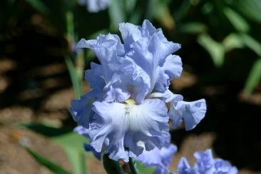Photo of Tall Bearded Iris (Iris 'Absolute Treasure') uploaded by eclayne