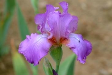 Photo of Tall Bearded Iris (Iris 'Amethyst Flame') uploaded by eclayne