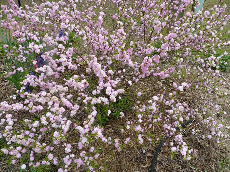 Photo of Pink Flowering Almond (Prunus glandulosa 'Sinensis') uploaded by fiwit