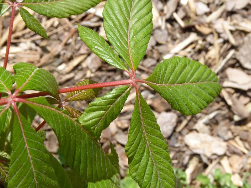 Photo of Red Buckeye (Aesculus pavia) uploaded by fiwit