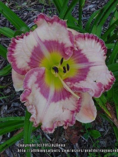 Photo of Daylily (Hemerocallis 'Believe in Miracles') uploaded by RavenCroft
