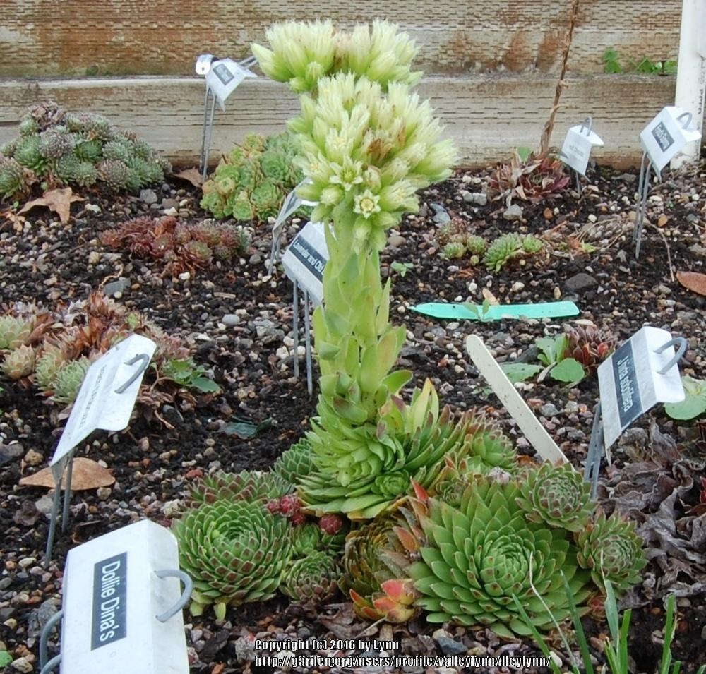 Photo of Rollers (Sempervivum globiferum subsp. globiferum) uploaded by valleylynn