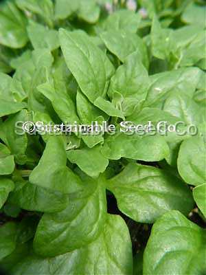 Photo of New Zealand Spinach (Tetragonia tetragonoides) uploaded by vic