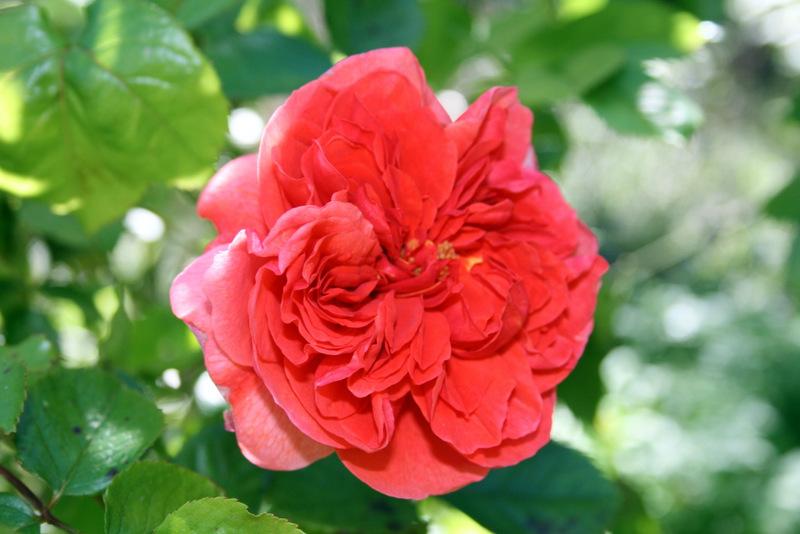Photo of Rose (Rosa 'Summer Song') uploaded by Calif_Sue