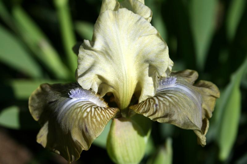 Photo of Intermediate Bearded Iris (Iris 'Sue Zee') uploaded by Calif_Sue