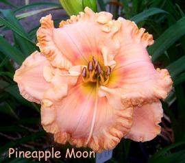 Photo of Daylily (Hemerocallis 'Pineapple Moon') uploaded by Calif_Sue