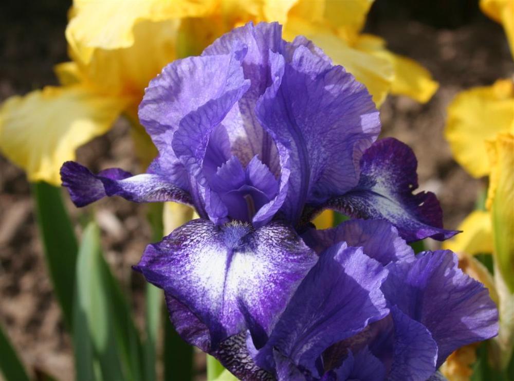 Photo of Intermediate Bearded Iris (Iris 'Infinity Ring') uploaded by KentPfeiffer
