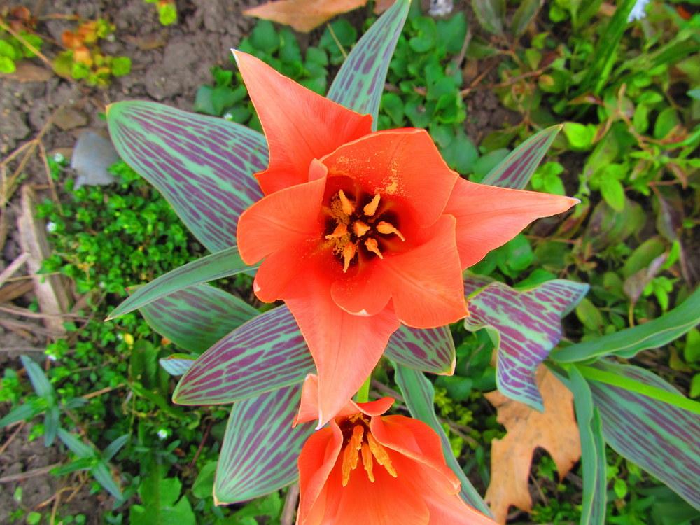 Photo of Species Tulip (Tulipa greigii) uploaded by jmorth