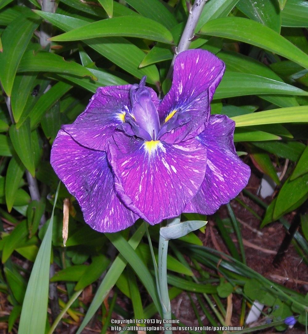 Photo of Japanese Iris (Iris ensata 'Epimetheus') uploaded by pardalinum