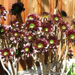 Location: In my garden - San Joaquin County, CA
Date: 2013-03-26
Spring look of my Aeonium Arboreum