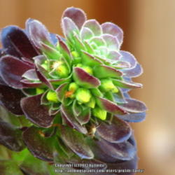 Location: In my garden - San Joaquin County, CA
Date: 2013-03-29
Aeonium Arboreum as it continues to form its blooms in between th