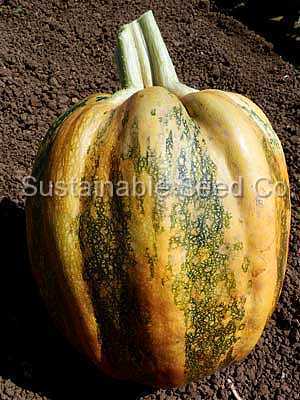 Photo of Pumpkin (Cucurbita pepo 'Americana Tonda') uploaded by vic