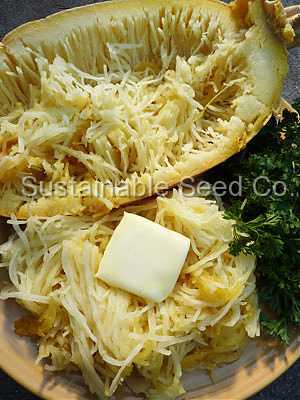 Photo of Spaghetti Squash (Cucurbita pepo 'Vegetable Spaghetti') uploaded by vic