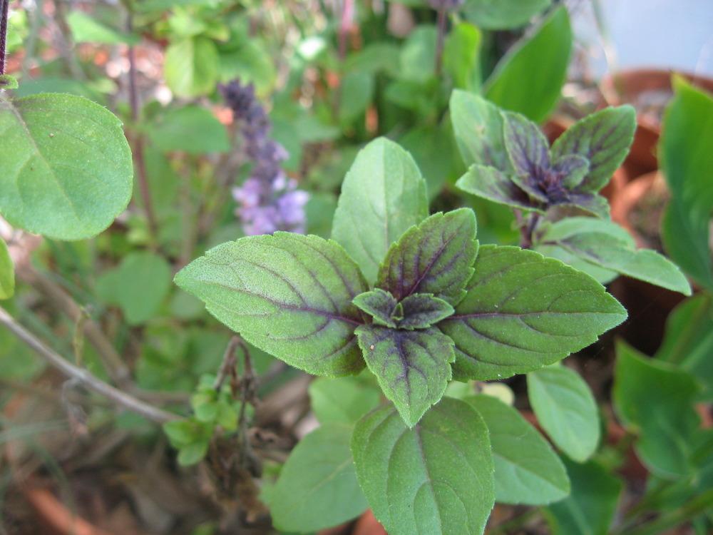 Basils Plant Care and Collection of Varieties