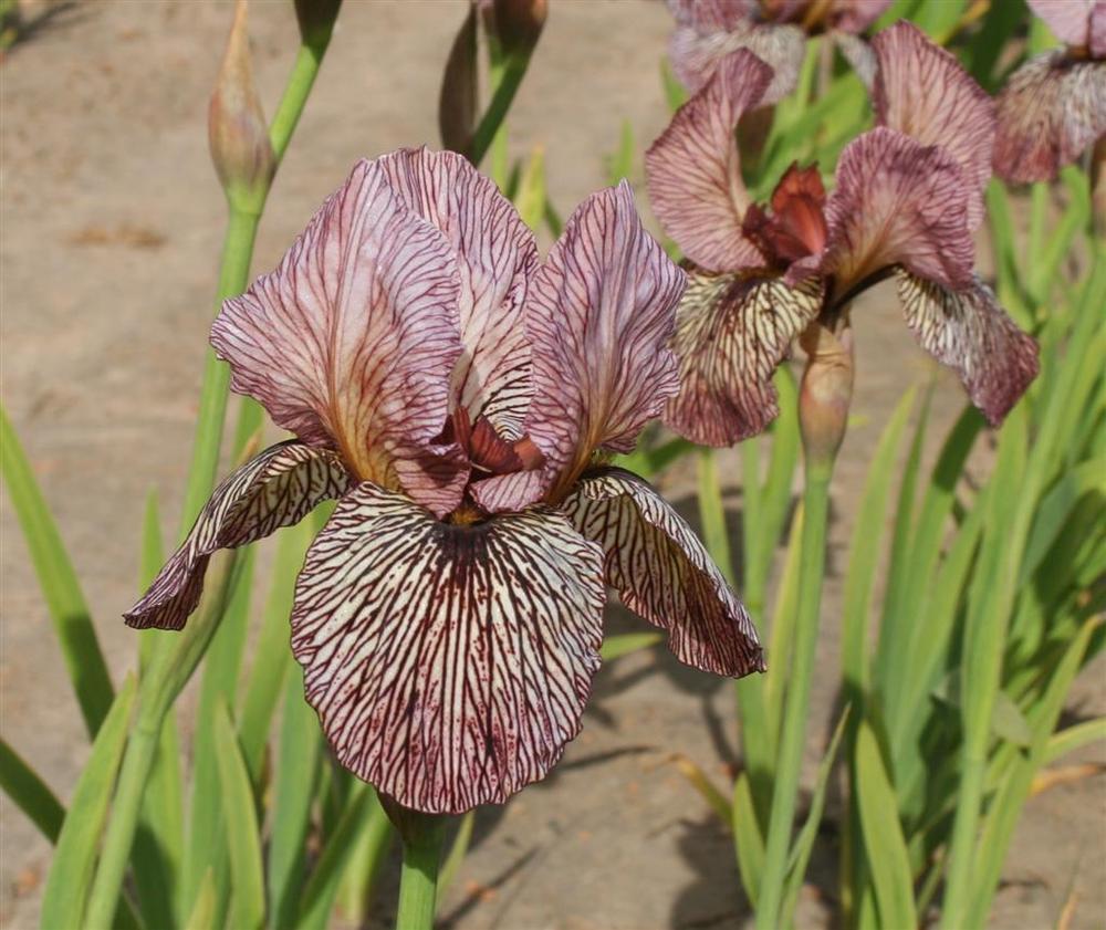 Photo of Arilbred Iris (Iris 'Oyez') uploaded by KentPfeiffer