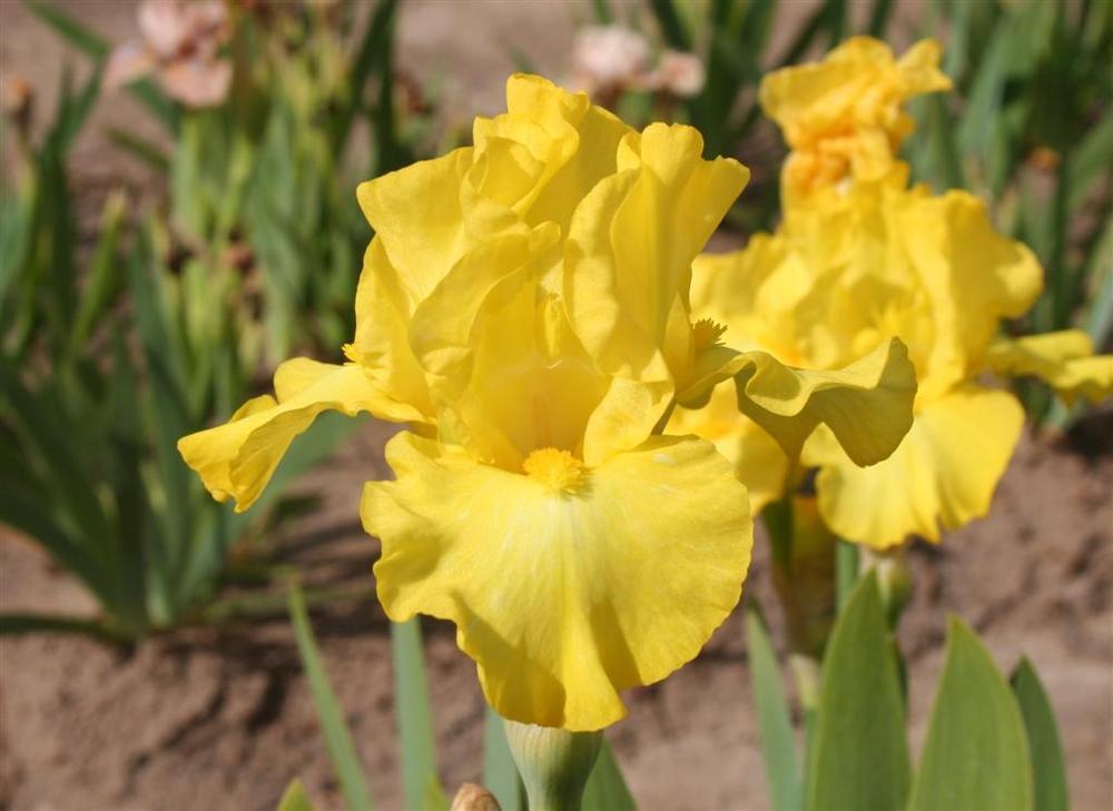 Photo of Intermediate Bearded Iris (Iris 'Limonada') uploaded by KentPfeiffer