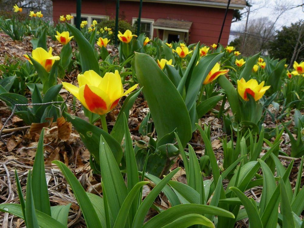 Photo of Tulip (Tulipa 'Sun Dance') uploaded by Newyorkrita