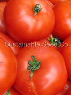 Photo of Tomato (Solanum lycopersicum 'Ace 55') uploaded by vic