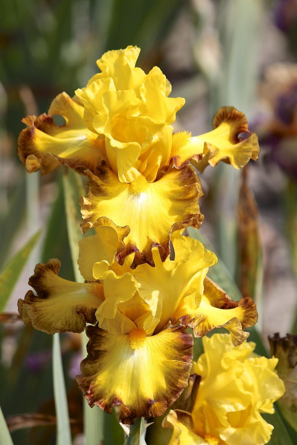 Photo of Tall Bearded Iris (Iris 'Core Values') uploaded by ARUBA1334