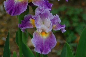Photo of Intermediate Bearded Iris (Iris 'Backlit Beauty') uploaded by eclayne