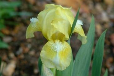 Photo of Standard Dwarf Bearded Iris (Iris 'Baby Blessed') uploaded by eclayne
