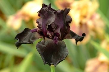 Photo of Tall Bearded Iris (Iris 'Before the Storm') uploaded by eclayne