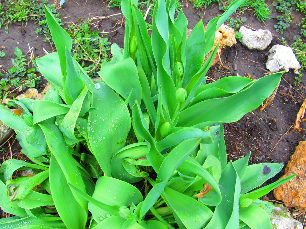 Photo of Darwin Tulip (Tulipa 'Banja Luka') uploaded by jmorth