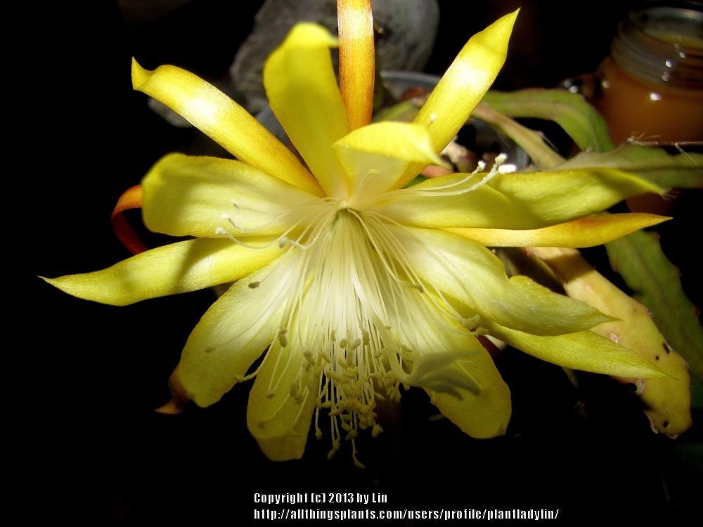 Photo of Hybrid Epiphyllum (Epiphyllum 'Fruhlingsgold') uploaded by plantladylin