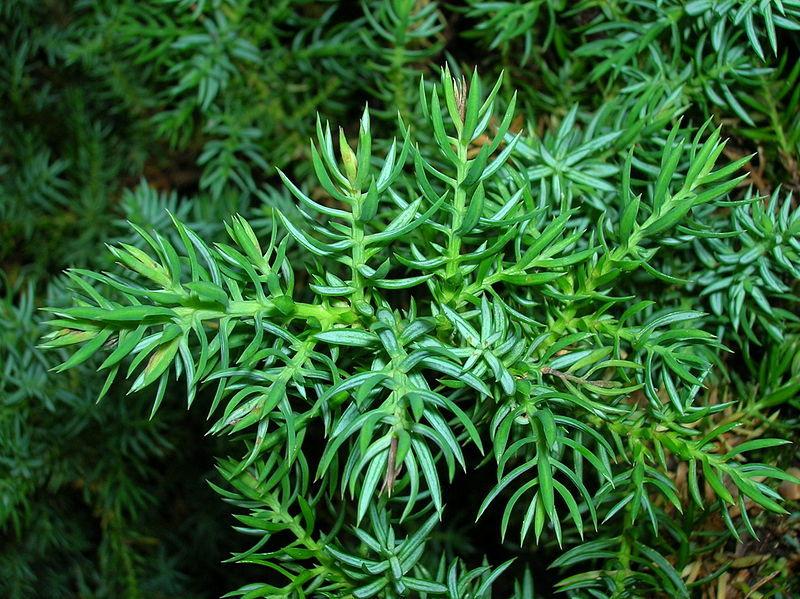 Photo of Dwarf Japanese Garden Juniper (Juniperus procumbens) uploaded by robertduval14