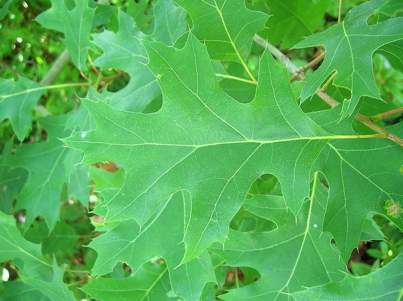 Photo of Scarlet Oak (Quercus coccinea) uploaded by robertduval14