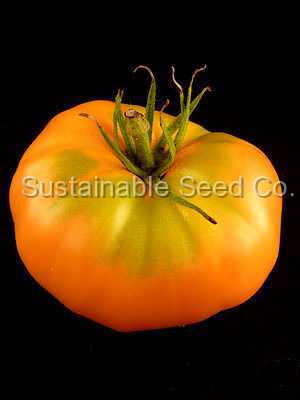 Photo of Tomato (Solanum lycopersicum 'Amana Orange') uploaded by vic