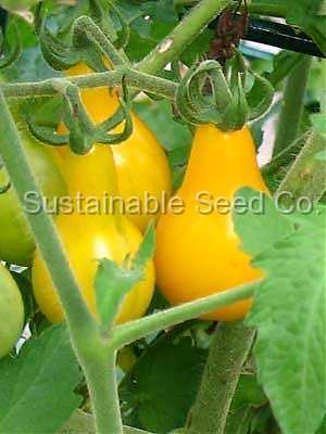 Photo of Tomato (Solanum lycopersicum 'Yellow Pear') uploaded by vic