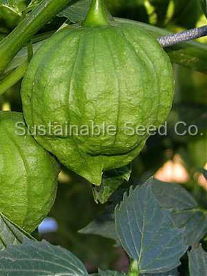 Photo of Husk Tomato (Physalis philadelphica subsp. ixocarpa 'Toma Verde') uploaded by vic