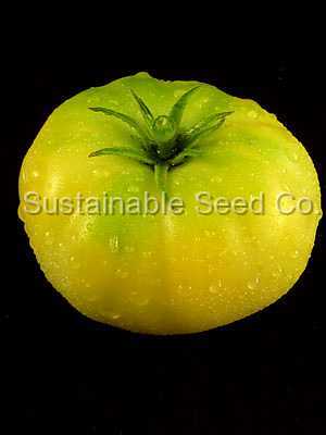 Photo of Tomato (Solanum lycopersicum 'White Queen') uploaded by vic