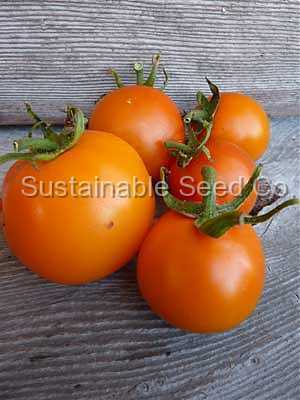 Photo of Tomato (Solanum lycopersicum 'Jaune Flammee') uploaded by vic