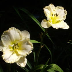 Location: My garden in Bakersfield, CA
Date: 2011-06-02 