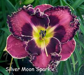Photo of Daylily (Hemerocallis 'Silver Moon Sparkle') uploaded by Calif_Sue