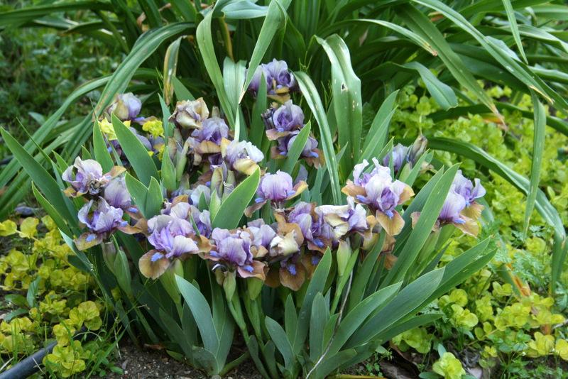 Photo of Standard Dwarf Bearded Iris (Iris 'Gizmo the Gremlin') uploaded by Calif_Sue