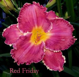 Photo of Daylily (Hemerocallis 'Red Friday') uploaded by Calif_Sue